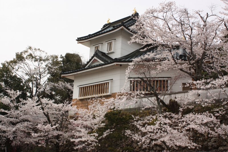 小倉公園　桜